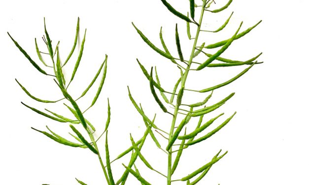 Brassica x napus – Repce