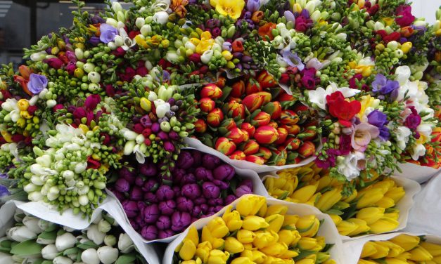 Nőnapra hangolva, vágott virágok hazai kertészetekből