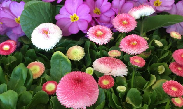 Nőnapra hangolva, cserepes virágzók hazai kertészetekből