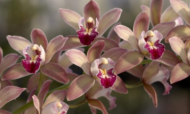 Kihelyezett alkotónap, a Botta orchidea kertészetben